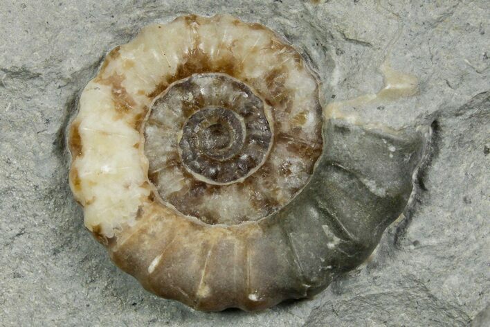 Jurassic Ammonite (Promicroceras) Fossil - Lyme Regis #351275